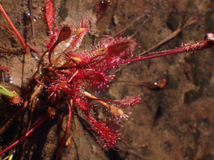 Drosera anglica