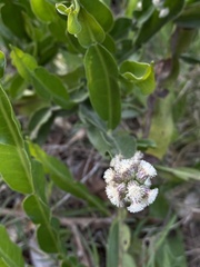 Baccharis trimera