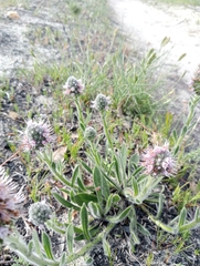Echiostachys ecklonianus
