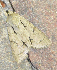 Acronicta psi