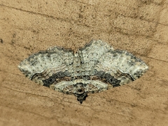 Costaconvexa centrostrigaria