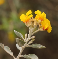 Stirtonanthus taylorianus