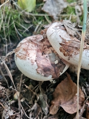 Lactarius pubescens