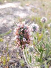 Echiostachys ecklonianus