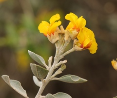 Stirtonanthus taylorianus