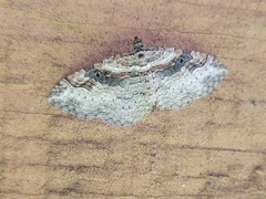 Costaconvexa centrostrigaria