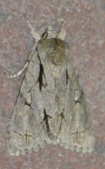Acronicta psi