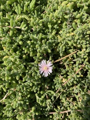 Disphyma crassifolium