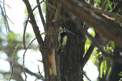 Yungipicus canicapillus