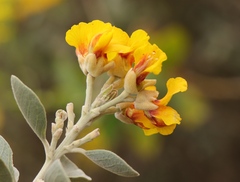 Stirtonanthus taylorianus