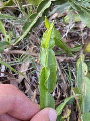 Baccharis trimera