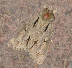 Acronicta psi