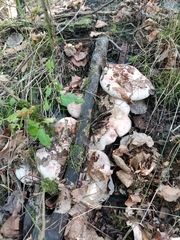 Lactarius pubescens