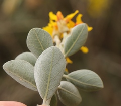 Stirtonanthus taylorianus