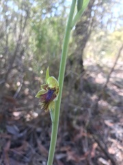 Calochilus campestris