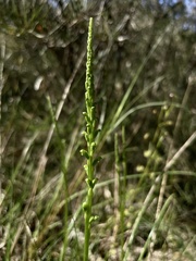 Microtis parviflora