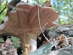Lactarius pubescens