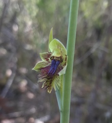 Calochilus campestris