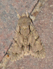 Acronicta psi