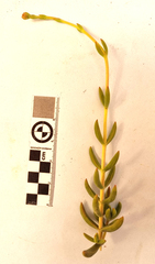 Crassula mollis