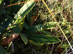 Primula jeffreyi