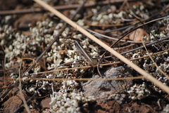 Ramburiella hispanica
