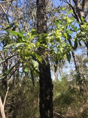 Calochilus campestris