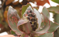 Protea eximia