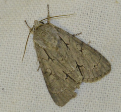 Acronicta psi