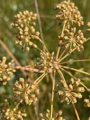 Cicuta douglasii