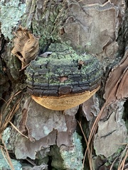 Porodaedalea