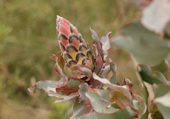 Protea eximia