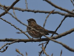 Emberiza leucocephalos