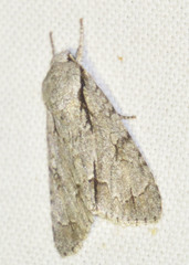 Acronicta psi