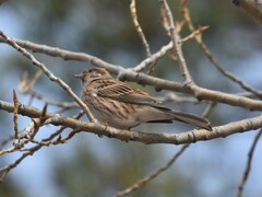Emberiza leucocephalos