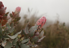 Protea eximia