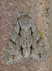 Acronicta psi