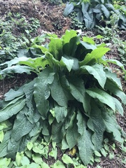 Symphytum officinale