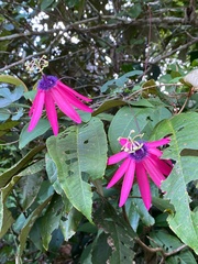 Passiflora kermesina