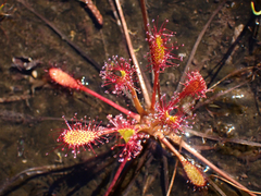 Drosera