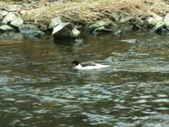 Mergus merganser