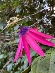 Passiflora kermesina