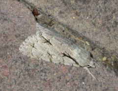 Acronicta psi