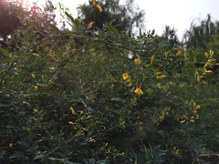 Chrysojasminum floridum