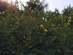 Chrysojasminum floridum