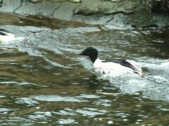 Mergus merganser