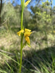 Diuris aurea