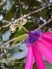 Passiflora kermesina