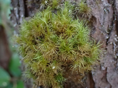 Dicranum fuscescens