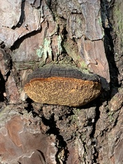 Porodaedalea